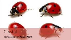  Presentation with ladybug - Cool new PPT layouts with ladybug-isolated-on-white-background backdrop and a red colored foreground