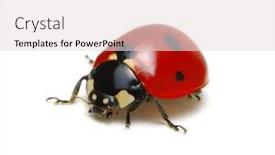  Presentation with ladybug - Slide set enhanced with ladybug-isolated-on-white-background background and a lemonade colored foreground