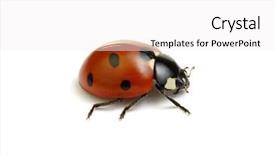  Presentation with ladybug - Beautiful PPT layouts featuring ladybug isolated on white background backdrop and a white colored foreground