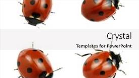  Presentation with ladybug - Cool new slide deck with ladybug isolated on white background backdrop and a light gray colored foreground