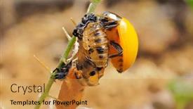  Presentation with larva - Presentation theme featuring ladybug-larva-crawling-on-green background and a gold colored foreground