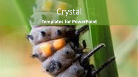  Presentation with larva - Colorful PPT theme enhanced with ladybug-larva-crawling-on-green backdrop and a tawny brown colored foreground