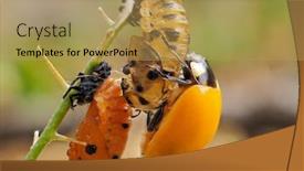  Presentation with larva - Presentation having ladybug-larva-crawling-on-green background and a yellow colored foreground
