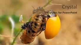  Presentation with larva - Audience pleasing presentation theme consisting of ladybug-larva-crawling-on-green backdrop and a gold colored foreground
