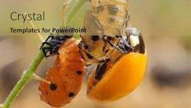  Presentation with larva - PPT theme featuring ladybug-larva-crawling-on-green background and a coral colored foreground