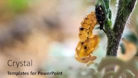  Presentation with larva - Beautiful presentation theme featuring ladybug-larva-crawling-on-green backdrop and a coral colored foreground