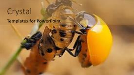  Presentation with green leaf - Audience pleasing theme consisting of ladybug-larva-crawling-on-green backdrop and a gold colored foreground