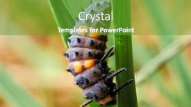  Presentation with larva - PPT layouts featuring ladybug-larva-crawling-on-green background and a tawny brown colored foreground