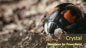  Presentation with ladybug - Presentation theme enhanced with macro image close up insect background and a tawny brown colored foreground