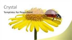  Presentation with ladybug - Slide set with ladybug-on-a-daisy-flower background and a white colored foreground