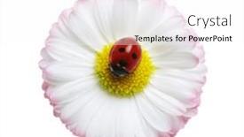  Presentation with ladybug - Theme enhanced with ladybug-on-a-daisy-flower background and a white colored foreground