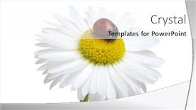  Presentation with ladybug - PPT theme having ladybug-on-a-daisy-flower background and a white colored foreground
