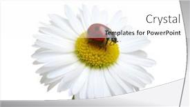  Presentation with ladybug - Presentation theme enhanced with ladybug-on-a-daisy-flower background and a white colored foreground