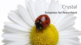  Presentation with ladybug - PPT theme with ladybug-on-a-daisy-flower background and a white colored foreground