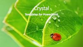  Presentation with green leaves - Amazing slide deck having ladybug-on-a-fresh-green backdrop and a shamrock green colored foreground