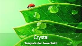  Presentation with biology - PPT theme consisting of ladybug on a fresh green background and a  colored foreground