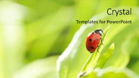  Presentation with ladybug - Amazing slide deck having ladybug on a grass with shallow dof backdrop and a yellow colored foreground