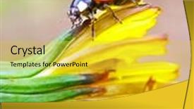  Presentation with ladybug - Presentation design featuring ladybug on a yellow dandelion background and a yellow colored foreground