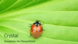  Presentation with ladybug - Slides featuring ladybug on big green leaf background and a mint green colored foreground