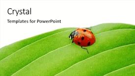  Presentation with ladybug - Amazing PPT layouts having ladybug on big green leaf backdrop and a  colored foreground