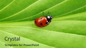 Presentation with green leaf - Theme featuring ladybug on big green leaf background and a  colored foreground