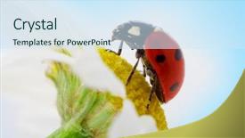  Presentation with blue flower - Amazing presentation having ladybug on camomile flower under blue sky backdrop and a sky blue colored foreground