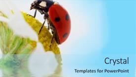  Presentation with blue flower - PPT theme featuring ladybug on camomile flower under blue sky background and a light blue colored foreground