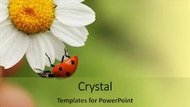  Presentation with gerbera daisy pink flower - Slides enhanced with ladybug on daisy flower macro background and a yellow colored foreground