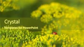  Presentation with ladybug - Audience pleasing theme consisting of ladybug on dill flower macro scene composition of nature backdrop and a tawny brown colored foreground