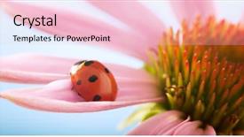  Presentation with echinacea - Cool new PPT theme with ladybug on echinacea flower ladybird backdrop and a lemonade colored foreground