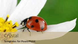  Presentation with ladybug - Theme consisting of ladybug-on-flower background and a coral colored foreground