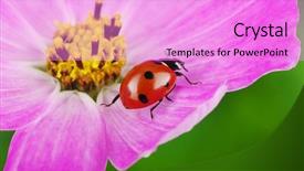  Presentation with ladybug - Presentation design enhanced with ladybug-on-flower background and a lilac colored foreground
