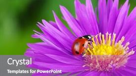 Presentation with ladybug - Presentation theme with ladybug on flower and the green background background and a purple colored foreground