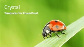  Presentation with ladybug - Theme consisting of ladybug-on-grass-green background and a shamrock green colored foreground