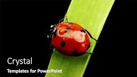  Presentation with ladybug - 