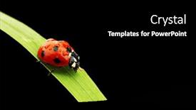  Presentation with ladybug - 