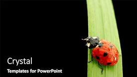  Presentation with ladybug - Presentation theme having ladybug-on-grass-isolated-black background and a black colored foreground