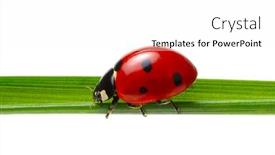  Presentation with ladybug - Audience pleasing PPT layouts consisting of ladybug-on-grass-isolated backdrop and a white colored foreground