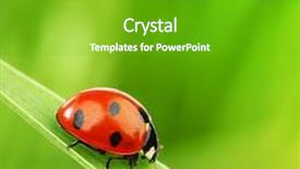  Presentation with ladybug - Colorful slides enhanced with ladybug on grass backdrop and a shamrock green colored foreground