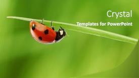  Presentation with ladybug - 