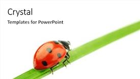  Presentation with ladybug - Theme consisting of ladybug on grass background and a  colored foreground