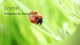  Presentation with ladybug - Presentation theme enhanced with ladybug on grass background and a mint green colored foreground