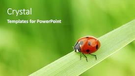  Presentation with ladybug - 