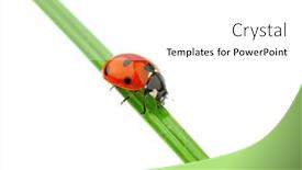  Presentation with ladybug - 