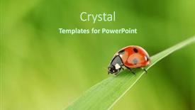  Presentation with ladybug - Theme featuring ladybug on grass background and a tawny brown colored foreground