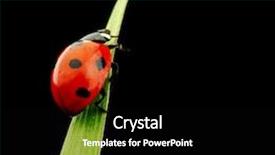  Presentation with ladybug - Cool new slides with ladybug on grass backdrop and a black colored foreground