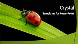  Presentation with ladybug - Amazing PPT layouts having ladybird plant - ladybug on grass backdrop and a black colored foreground