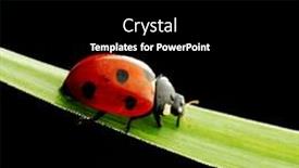  Presentation with ladybug - Slide set with ladybug on grass background and a black colored foreground