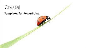  Presentation with ladybug - Beautiful presentation featuring ladybug on grass backdrop and a white colored foreground
