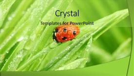  Presentation with ladybug - PPT layouts enhanced with ladybug on grass background and a yellow colored foreground